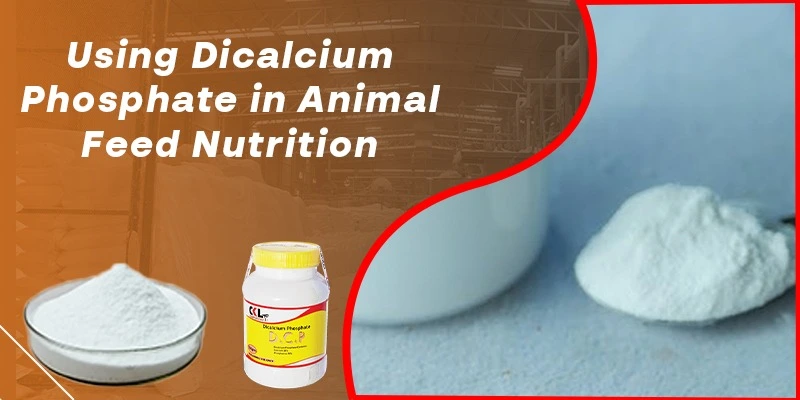 using-dicalcium-phosphate-in-animal-feed-nutrition